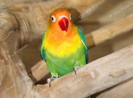 Baby Love birds available,11