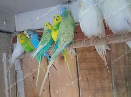 Budgies x10