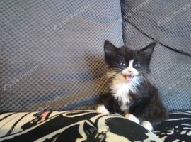 Gorgous main coon cross BOY