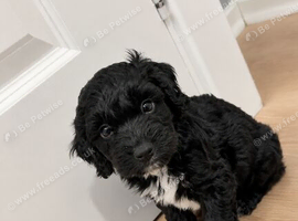 Last 1 cockapoo puppies