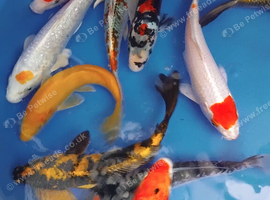 koi carp 3 inch to 18 inch
