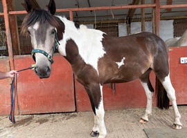 Buckskin gelding 15.2