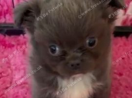 Chihuaha puppy boy