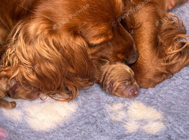 Kc cocker spaniel puppies