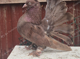Indian fantail breeding pair in Wembley