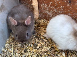 5 x Netherland Dwarf Rabbits