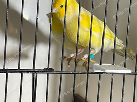 Yellow mosaic young pair