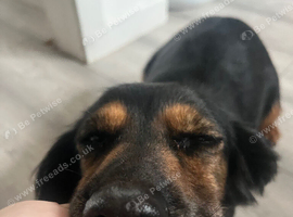 Cocker spaniel girl READ AD BEFORE ASKING for answers ive already wrote