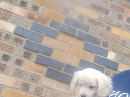 Maltipoo cross chihuahua