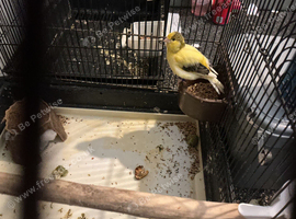 Boy Canary for sale