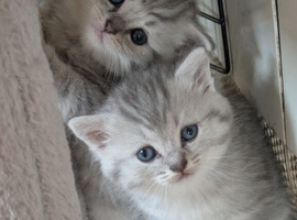 STUNNING CHINCHILLA PERSIAN BRITISH BLUE SHORTHAIR KITTENS