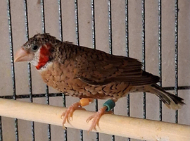 Breeding pair of cuthroat finches