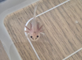 Axolotls
