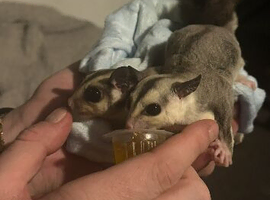 X2 males
