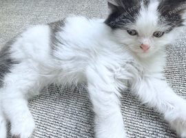 5 kittens