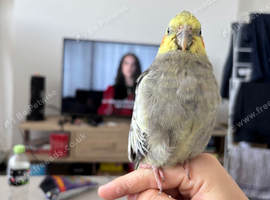 Cockatiel for new home