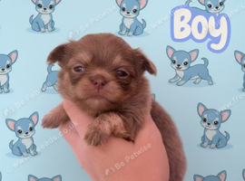 Stunning chihuahua boys