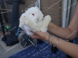Rabbits