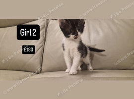 5 beautiful kittens for sale