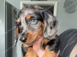 Dapple miniature long haired boy
