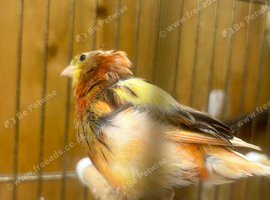 Female canery