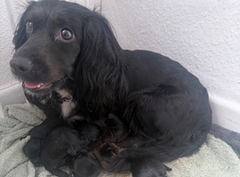 Cockerpoo pups