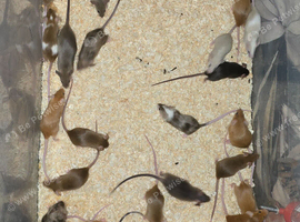 Fancy Mice Babies available, Mostly Females