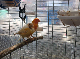 Breeding canary pair.
