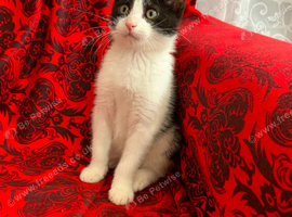 male 12 weeks old needs urgent rehoming