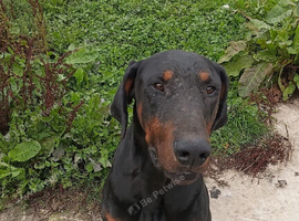 Dobermann