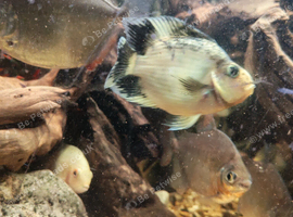 5 parrot fish