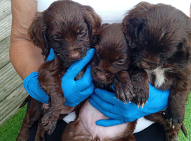 7 puppies for sale