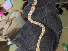 Baby female corn snake