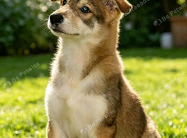Timber wolfalike puppies