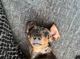 Dapple male miniature Dashound