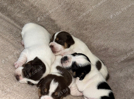 Jack Russels