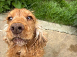7 year old female cocker spaniel