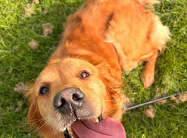 Red golden retriever kc registered
