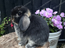 Miniature lop babies true to type