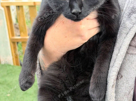 2 cats for loving home