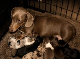 Dachshund Longhair puppies