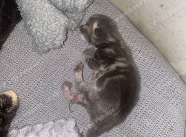 Kittens for forever home