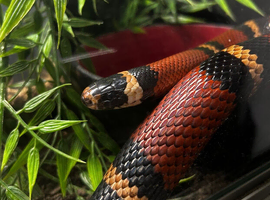 Adult Male Honduran Milk Snake