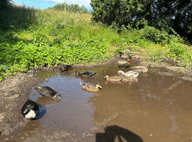 call ducks males &pound;15and females &pound;25