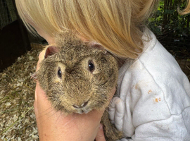 Male Guinea Pig