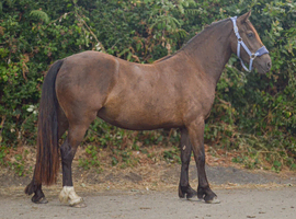 Clynebank maisie