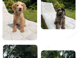 F2b cockapoo puppies