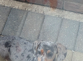 Dachshund female