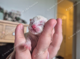 Bengal siamese cross sphynx