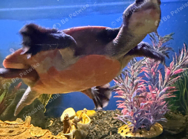 Pink Bellied side neck Turtle